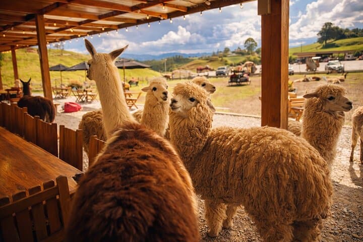 Guatapé & El Peñol Private Tour from Medellín: 6–7 Hour Day Trip photo 5