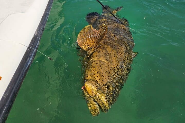 Key West Shark & Goliath Grouper 4‑Hour Fishing Trip (Morning or Evening) photo 5