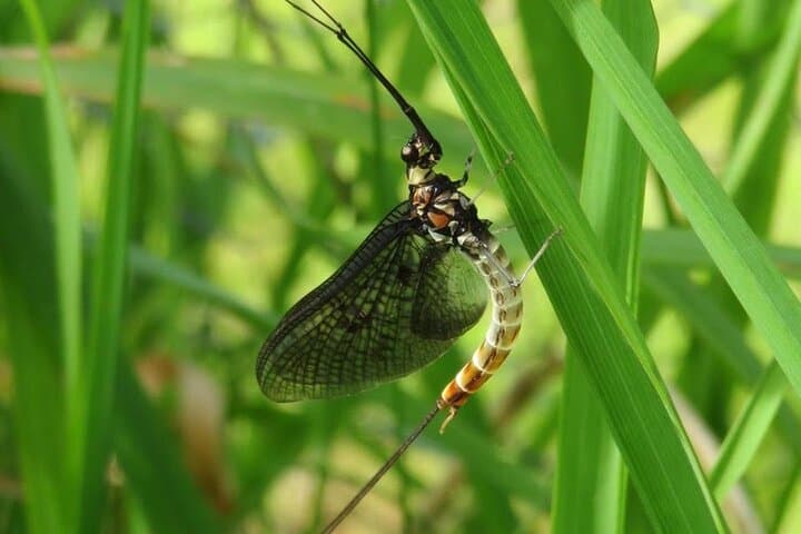 Chiltern Fly Fishing Safari on the River Chess — Guided Chalk Stream Day photo 2