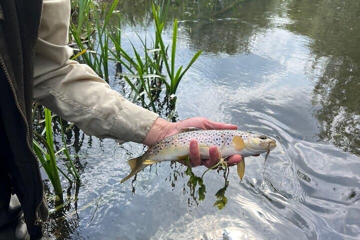Chiltern Fly Fishing Safari on the River Chess — Guided Chalk Stream Day photo 3