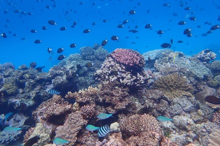 Tongatapu Island Boat Tour: Snorkel Pristine Reefs and Deserted Islets photo 3