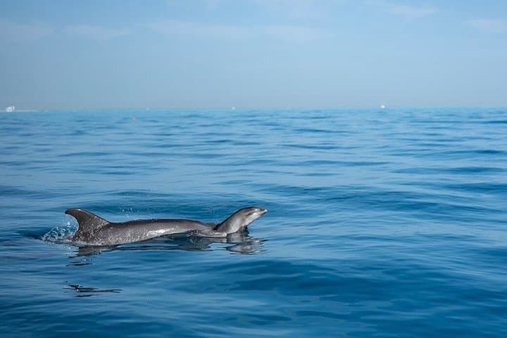 Hurghada Semi-Private Speedboat to Dolphins and Orange Bay photo 5