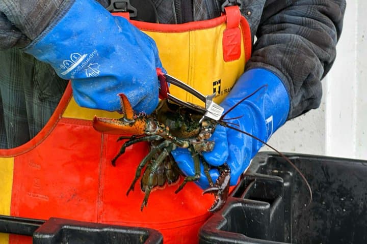 Hands-On Lobstering in Lunenburg: Citizen Science & Coastal Heritage photo 2