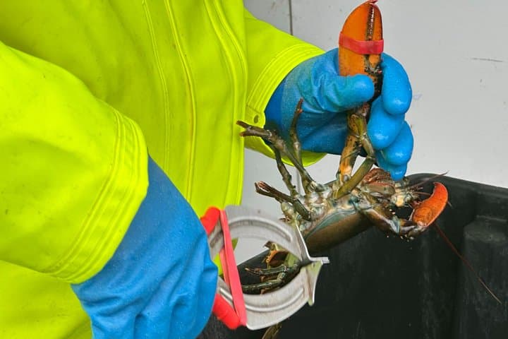 Hands-On Lobstering in Lunenburg: Citizen Science & Coastal Heritage photo 4
