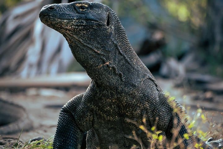 Full-Day Komodo Speedboat Tour: Padar Viewpoint, Pink Beach & Manta Snorkel