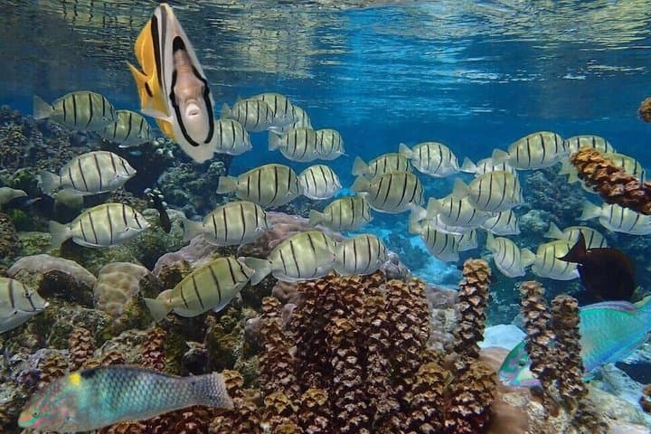 Snorkel, Pearl Farms & Polynesian Art: Private Tahaa‑Raiatea Lagoon Tour photo 6