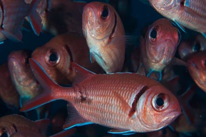 Double Snorkel in São Vicente, Cape Verde — Two Bays Morning Boat Trip photo 4