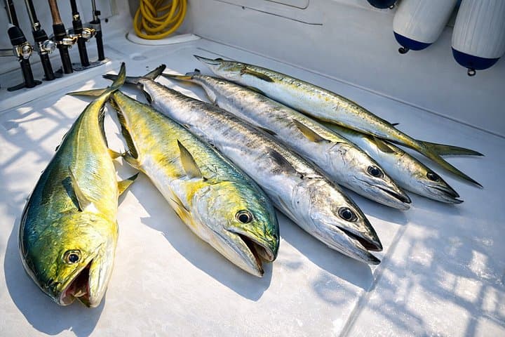 Cap Cana Deep Sea Fishing Charter — Private 36ft Offshore Trip from Marina Cap Cana photo 4