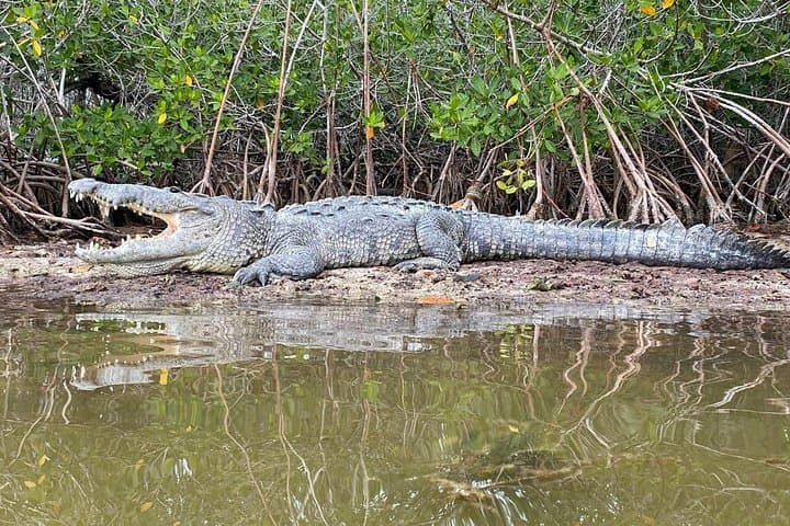 Rio Lagartos Mangrove & Flamingo Nature Tour with Clay Bath photo 6