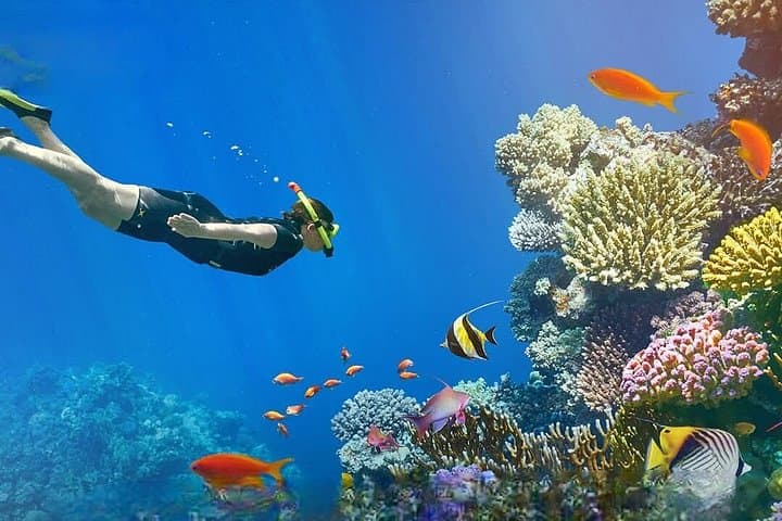 Ras Mohamed Snorkeling & White Island Day Trip from Sharm El Sheikh photo 4