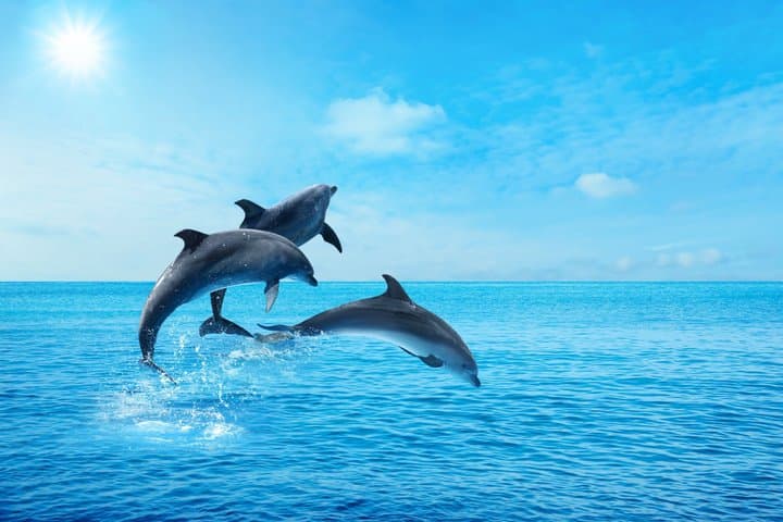Hurghada Dolphin Watching & Snorkeling Trip — Red Sea Boat Tour with Lunch