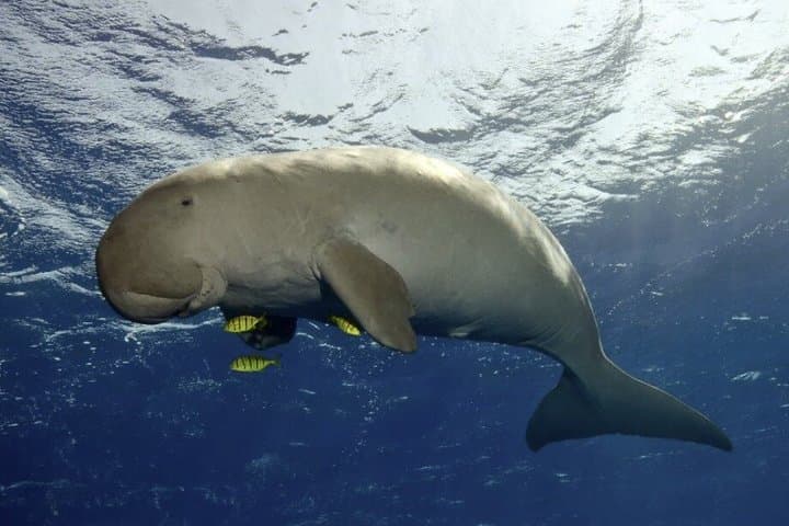 Coron Island Snorkel & Dugong-Watching Day Trip: Snorkels, Reefs, and Conservation