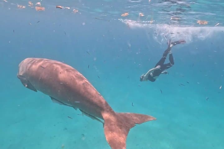 Coron Island Snorkel & Dugong-Watching Day Trip: Snorkels, Reefs, and Conservation photo 2