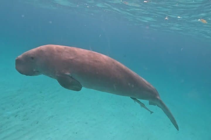 Coron Island Snorkel & Dugong-Watching Day Trip: Snorkels, Reefs, and Conservation photo 3