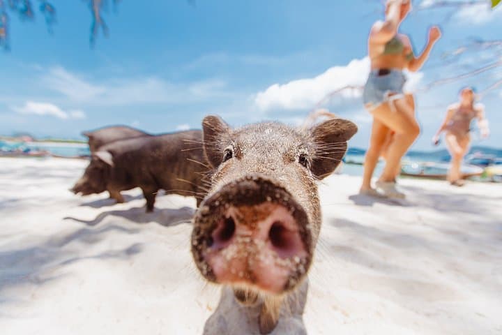 Koh Samui Speedboat to Koh Madsum & Koh Tan — Half-Day Snorkel and Beach Escape photo 1