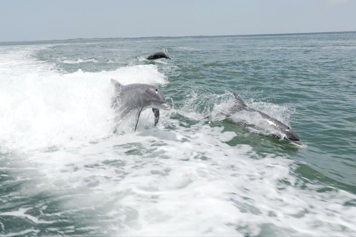 Anna Maria Island Sandbar Trip to Jewfish Key — Swim, Snorkel & Shell photo 3