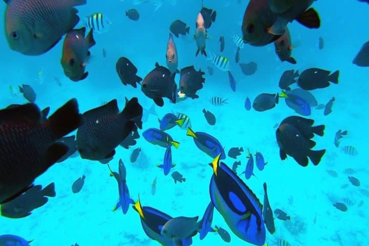 Mnemba Island Dolphin Watching & Snorkeling Tour from Zanzibar photo 4