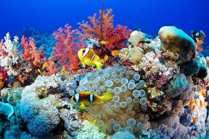 Hurghada Beginner Scuba Diving: Red Sea Boat Trip with Snorkeling & Lunch photo 5
