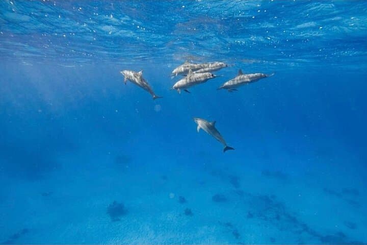 Dolphin House Snorkeling Trip from Hurghada — Swim with Wild Dolphins & Explore Red Sea Reefs photo 3