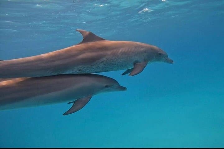 Dolphin House Snorkeling Trip from Hurghada — Swim with Wild Dolphins & Explore Red Sea Reefs photo 4