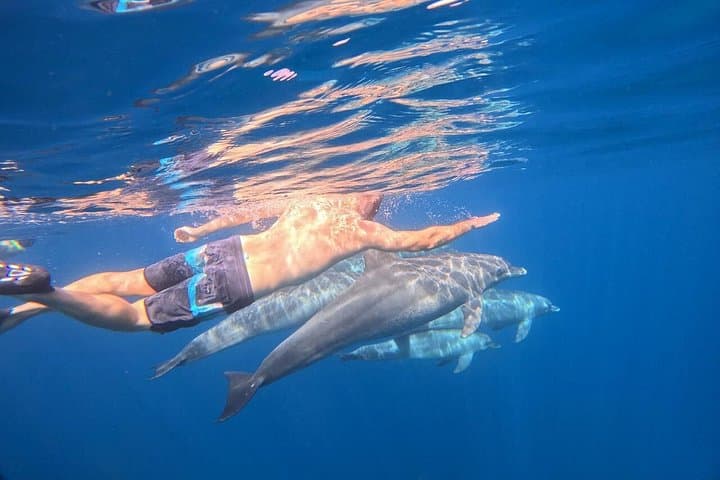 Dolphin House Snorkeling Trip from Hurghada — Swim with Wild Dolphins & Explore Red Sea Reefs photo 1