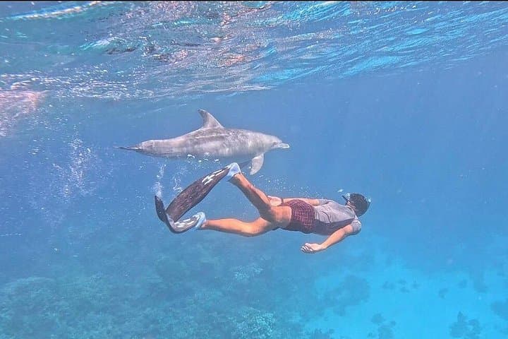 Dolphin House Snorkeling Trip from Hurghada — Swim with Wild Dolphins & Explore Red Sea Reefs photo 2