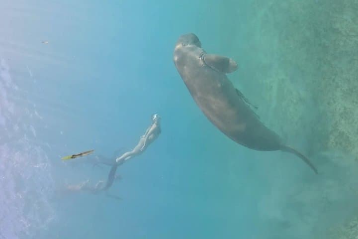 Coron Island Snorkel & Dugong-Watching Day Trip: Snorkels, Reefs, and Conservation photo 4