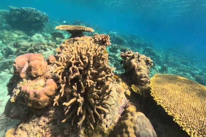 Coron Island Snorkel & Dugong-Watching Day Trip: Snorkels, Reefs, and Conservation photo 5