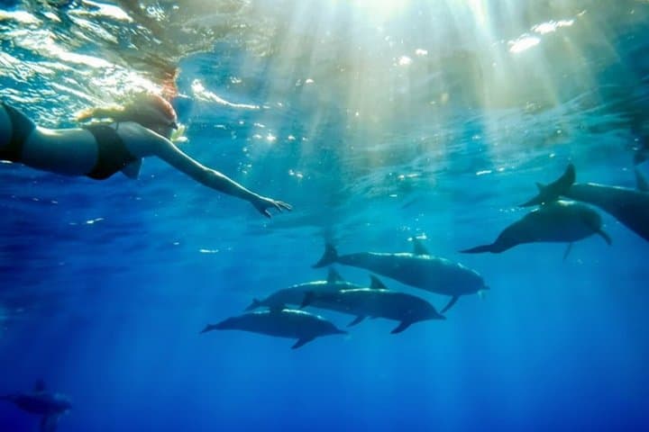 Mnemba Island Dolphin Watching & Snorkeling Tour from Zanzibar