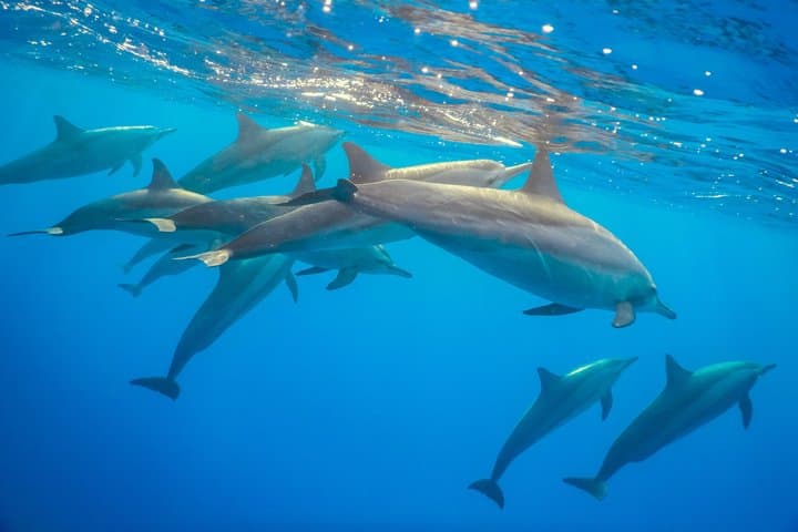 Mnemba Island Dolphin Watching & Snorkeling Tour from Zanzibar photo 2