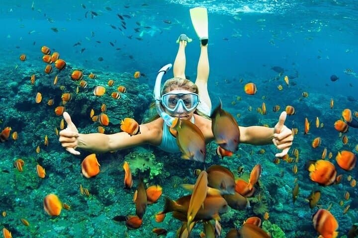 Wasini Island Snorkeling & Dolphin Dhow Cruise from Mombasa or Diani