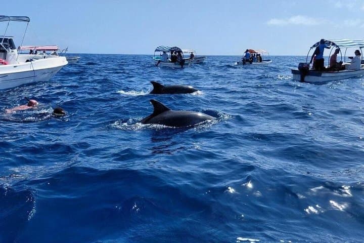 Wasini Island Snorkeling & Dolphin Dhow Cruise from Mombasa or Diani photo 2