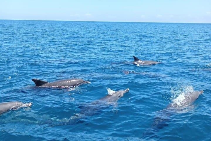 Wasini Island Snorkeling & Dolphin Dhow Cruise from Mombasa or Diani photo 3