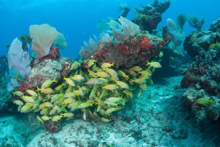 Private Puerto Morelos Marine Park Snorkel Day Trip from Cancún photo 2
