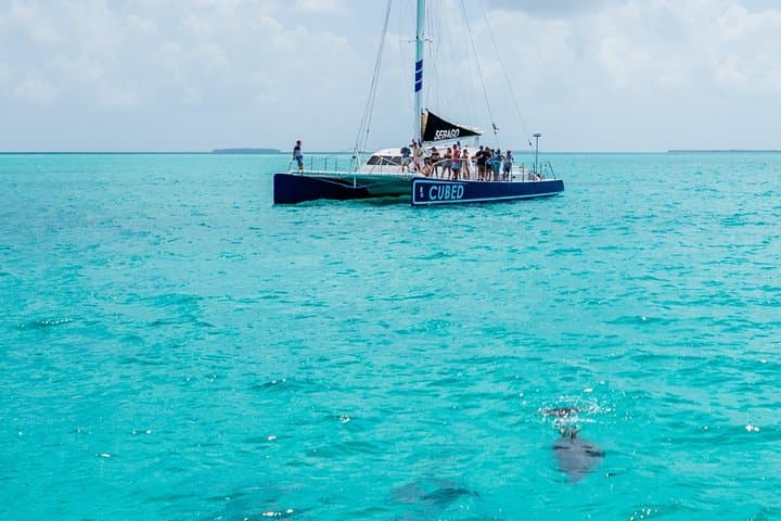 Key West Reef-to-Table Catamaran: Dolphin Watch, Snorkel & Local Cuisine photo 5