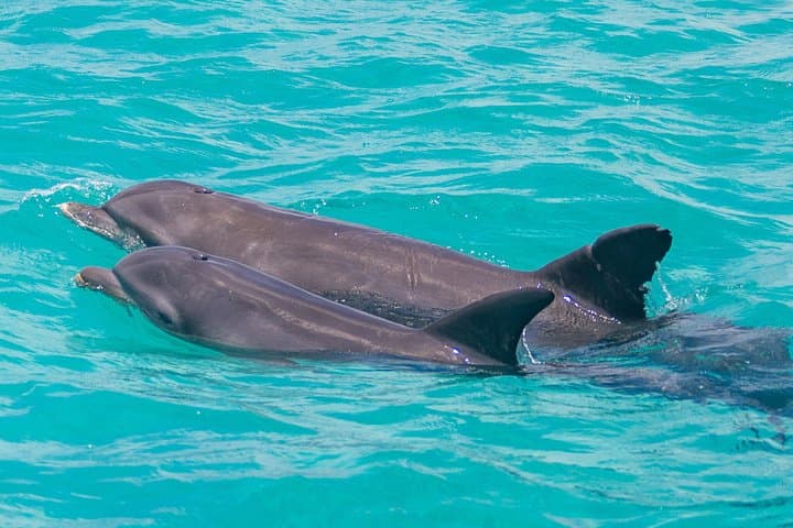 Key West Reef-to-Table Catamaran: Dolphin Watch, Snorkel & Local Cuisine photo 2