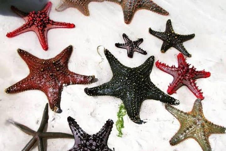 Starfish Encounter & Blue Lagoon Snorkeling with Tropical Fruit Lunch in Zanzibar photo 1