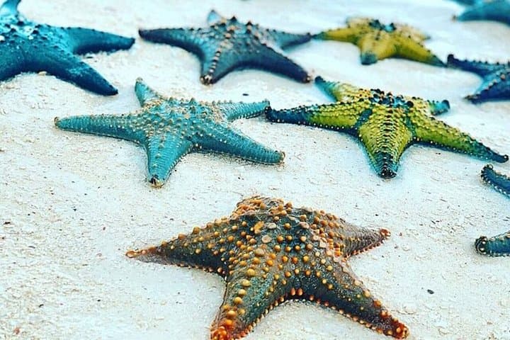 Starfish Encounter & Blue Lagoon Snorkeling with Tropical Fruit Lunch in Zanzibar photo 3