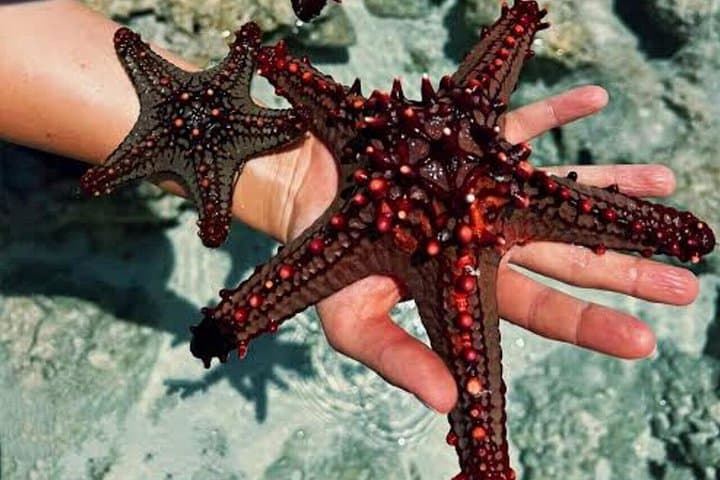 Starfish Encounter & Blue Lagoon Snorkeling with Tropical Fruit Lunch in Zanzibar photo 4