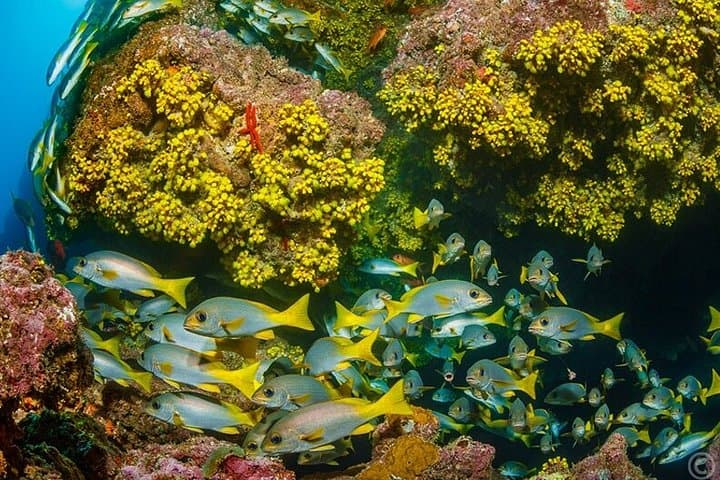 Double Snorkel in São Vicente, Cape Verde — Two Bays Morning Boat Trip photo 3