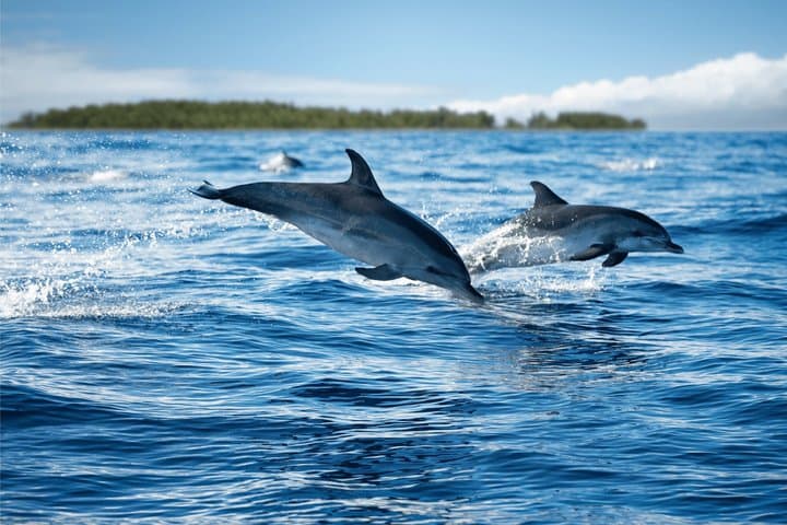 Mnemba Atoll Catamaran Snorkel Cruise from Kendwa Beach photo 4