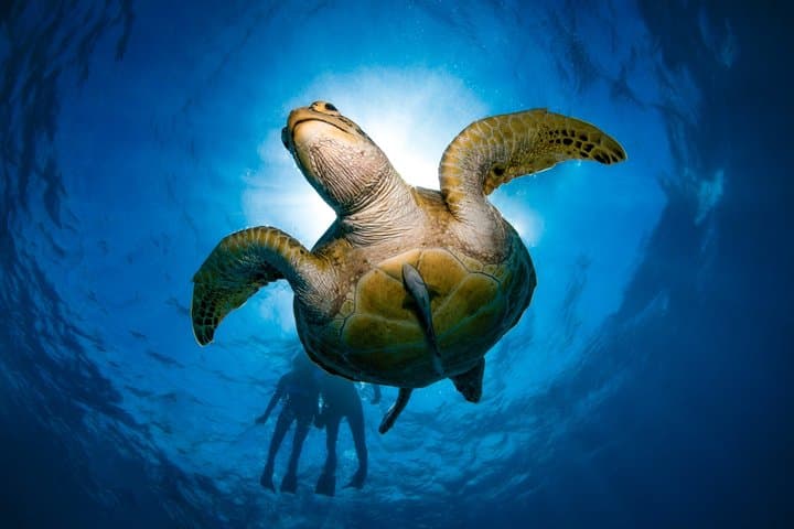 Half-Day Outer Reef Snorkelling Tour from Cairns — Outer Great Barrier Reef Snorkel photo 6