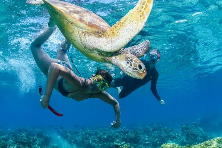 Half-Day Outer Reef Snorkelling Tour from Cairns — Outer Great Barrier Reef Snorkel photo 3