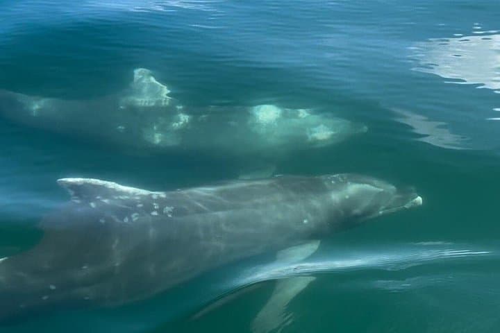 Private Tortuga Island Tour from Puntarenas — Snorkel with Dolphins and Lunch on the Beach photo 2