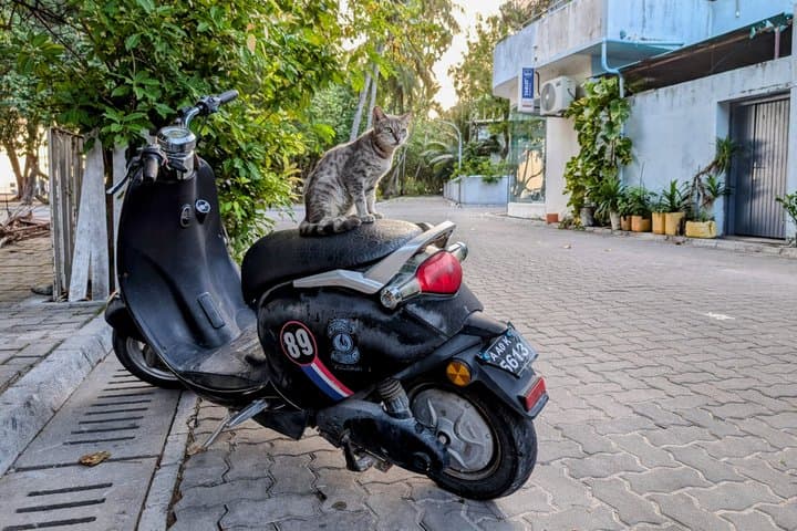 Malé Cat Island & Guided Snorkel at Villingili — Half-Day Cultural and Reef Tour