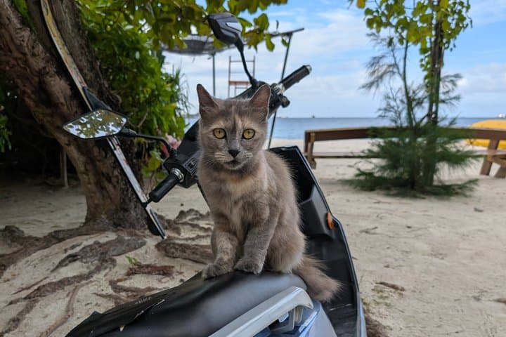 Malé Cat Island & Guided Snorkel at Villingili — Half-Day Cultural and Reef Tour photo 3