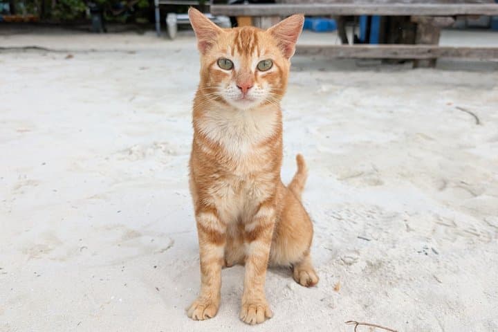 Malé Cat Island & Guided Snorkel at Villingili — Half-Day Cultural and Reef Tour photo 2