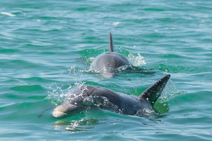 Key West Dolphin Watch and Snorkel — Half-Day Catamaran Adventure photo 2