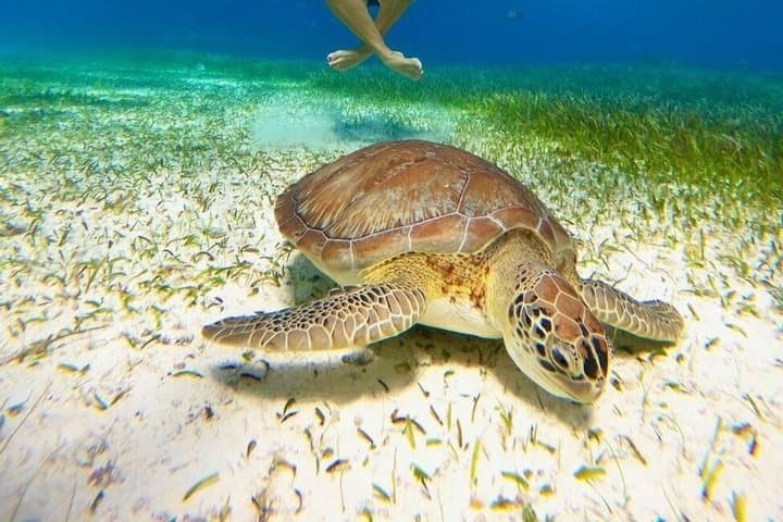 Cozumel Snorkeling at Palancar, Colombia Reefs & El Cielo Sandbar photo 2