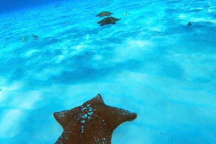 Cozumel Snorkeling at Palancar, Colombia Reefs & El Cielo Sandbar photo 4